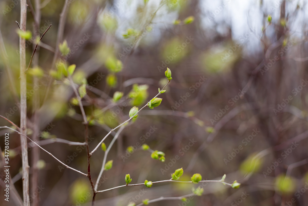 Young leaves blooming in spring Young leaves blooming in spring
