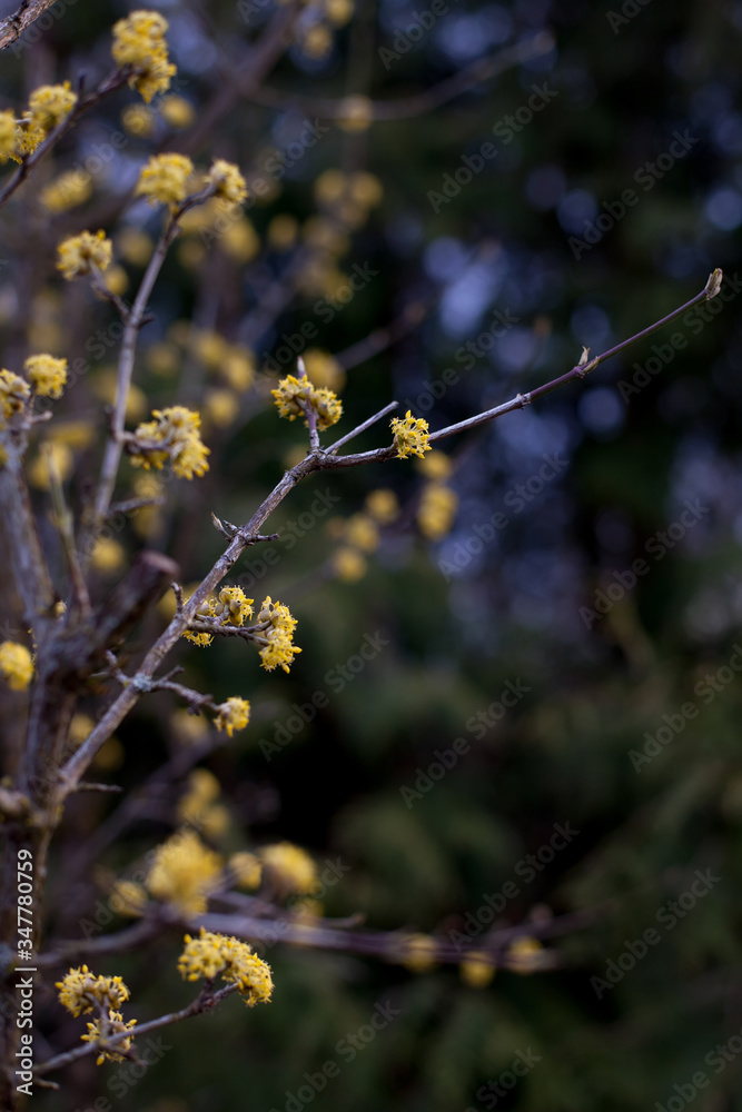 Flowering dogwood branches with yellow flowers Flowering dogwood branches with yellow flowers