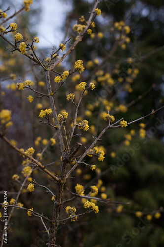 Flowers of cornelian on brown branches