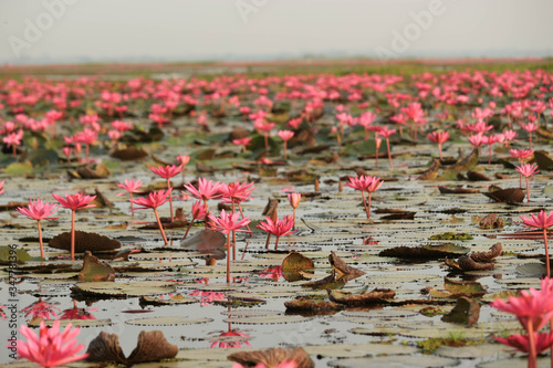 Wonderful nature landscape red pink lotus (water lily) flower lake sea in the morning, beautiful and famous tourist attractive landscape of Kumphawapi, Udon Thani, Thailand.