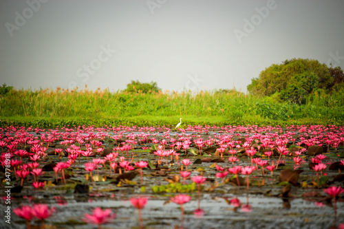 Cuadro en lienzo Wonderful nature landscape red pink lotus (water lily) flower lake sea in the morning, beautiful and famous tourist attractive landscape of Kumphawapi, Udon Thani, Thailand