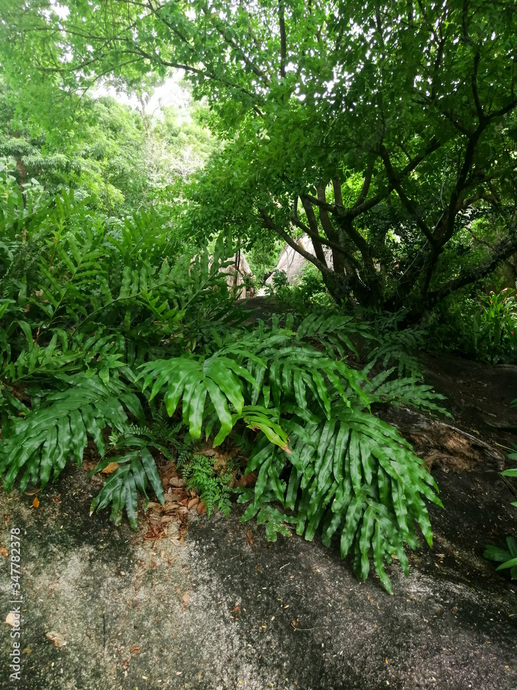 ferns in the forest ferns in the forest