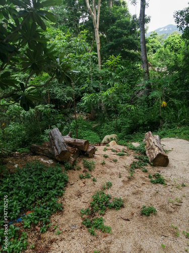 path in the woods