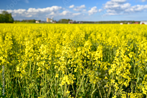 yellow rapeseed field in Kumla Narke Sweden © Jonas