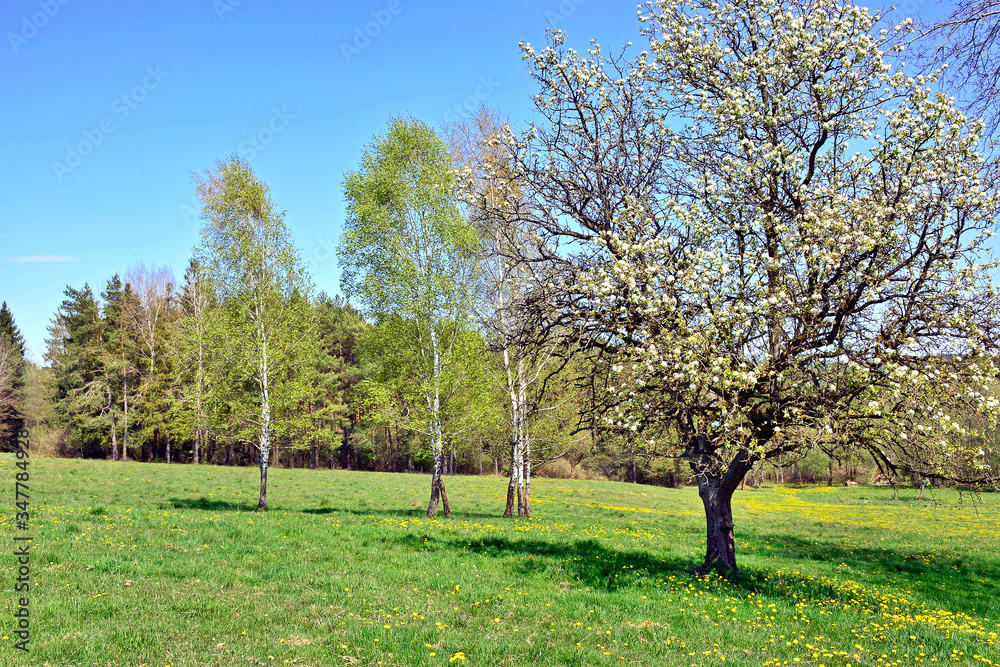 Blossoming tree in spring on field with yellow dandelions and blue sky