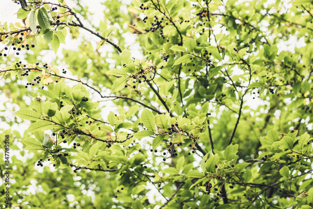 Ripe black berries on the bird cherry tree in the garden. Selective focus. Ripe black berries on the bird cherry tree in the garden. Selective focus.