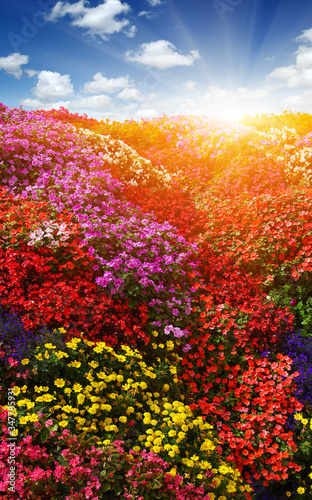 Landscape of flower field