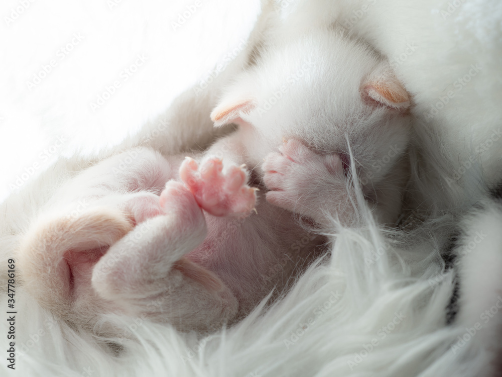 Newborn British Longhair White Kittens Sleeping on a Plaid Newborn British Longhair White Kittens Sleeping on a Plaid