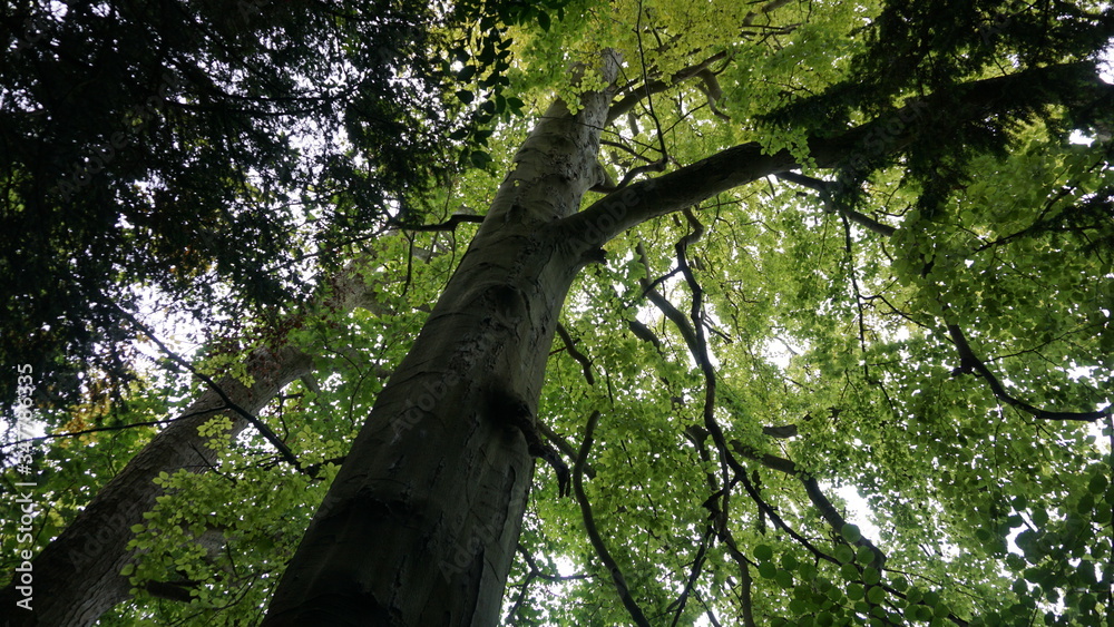 Fototapeta premium trees in the forest