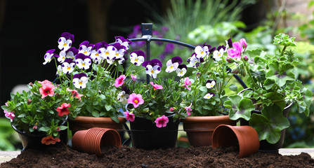 Outdoor gardening planting flowers in the spring garden. With pots and gardening tools at wooden table with soil background. Urban garden with flowering plants.