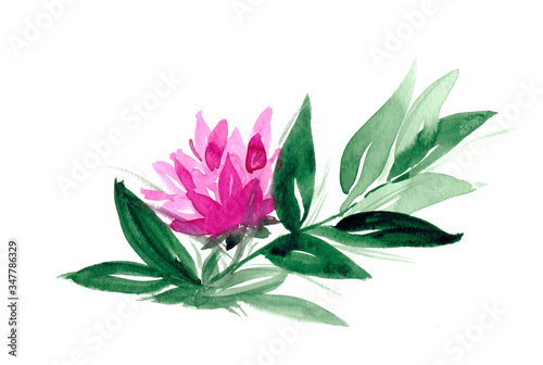 watercolor pink lotus flower isolated on white background