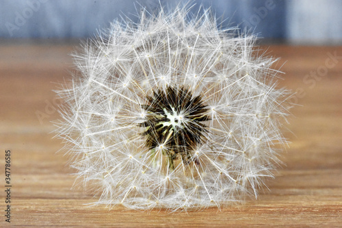 Closeup of a dandelion     can be used as a background