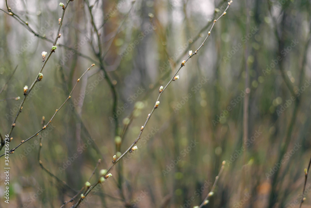 Tree branch with first spring leaves in the forest at sunny spring day. Concept of the spring season. Background. Tree branch with first spring leaves in the forest at sunny spring day. Concept of the spring season. Background.