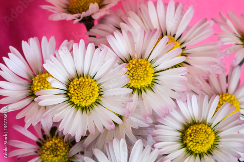 Very close up of little daisies flowers on bright pink background