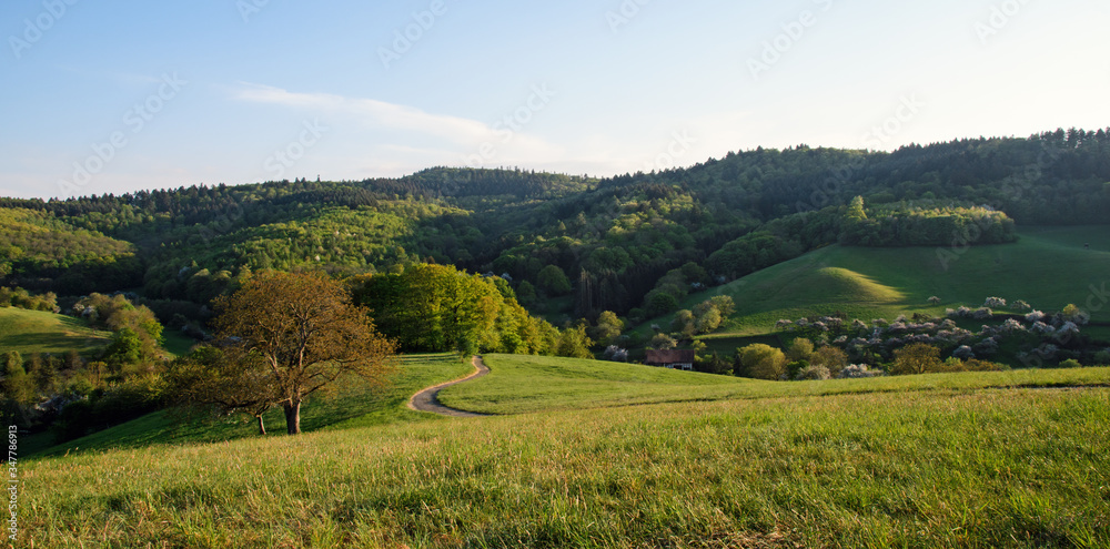 Relaxing hiking trail in the beautiful Forest of Odes in Baden-Wuerttemberg:  View of Spring landscape with path, hills, meadows, apple trees, flowers, sun, blue sky and clouds in Germany in Europe.
