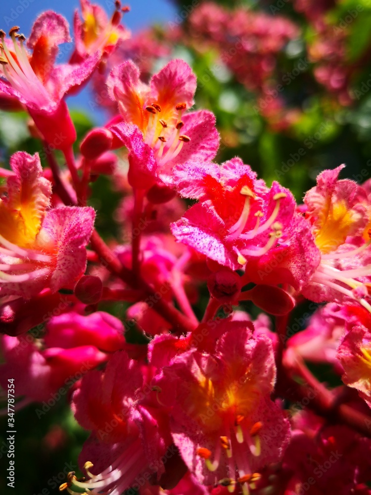 Kastanienblüten
