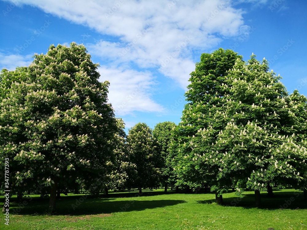 Kastanienbäume