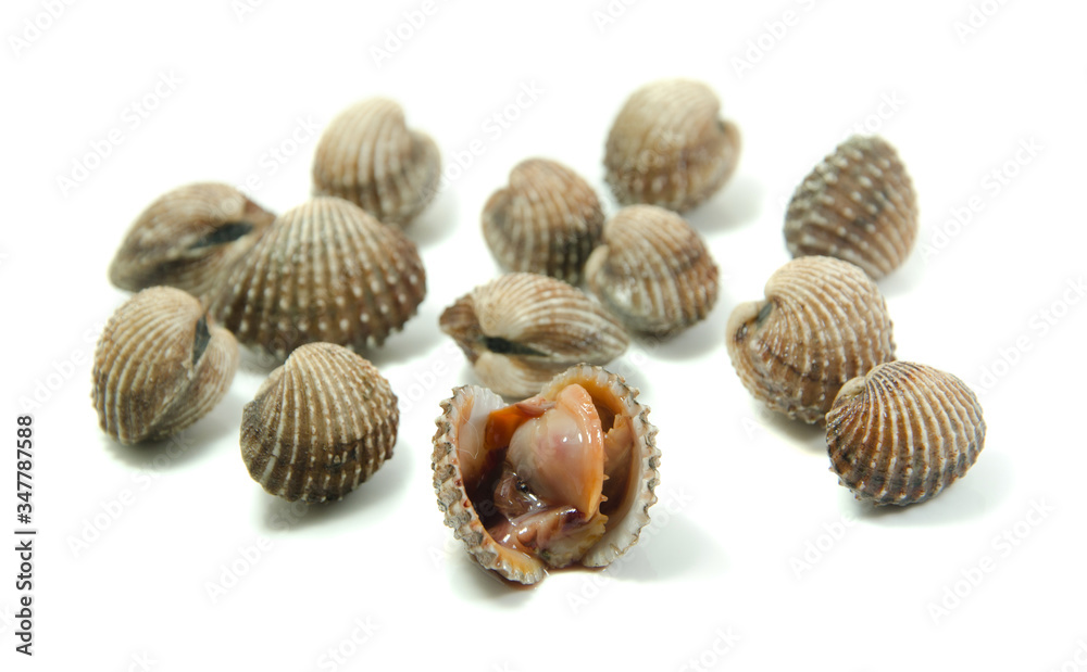 cockle isolated on white background