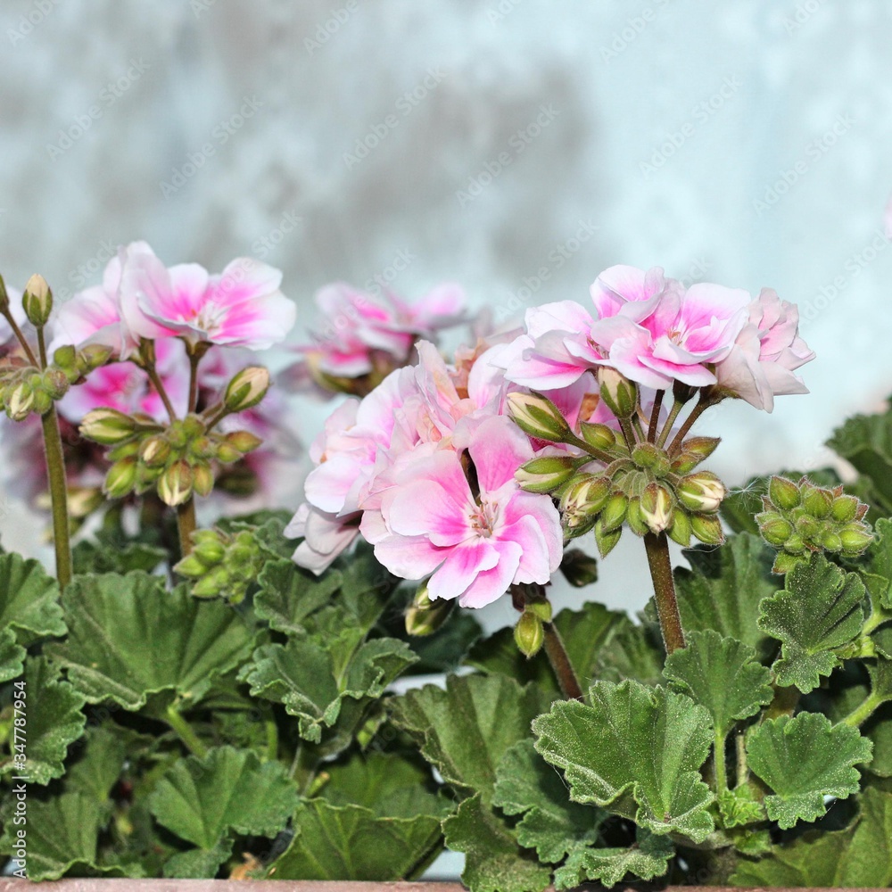 Fototapeta premium Pink flowers