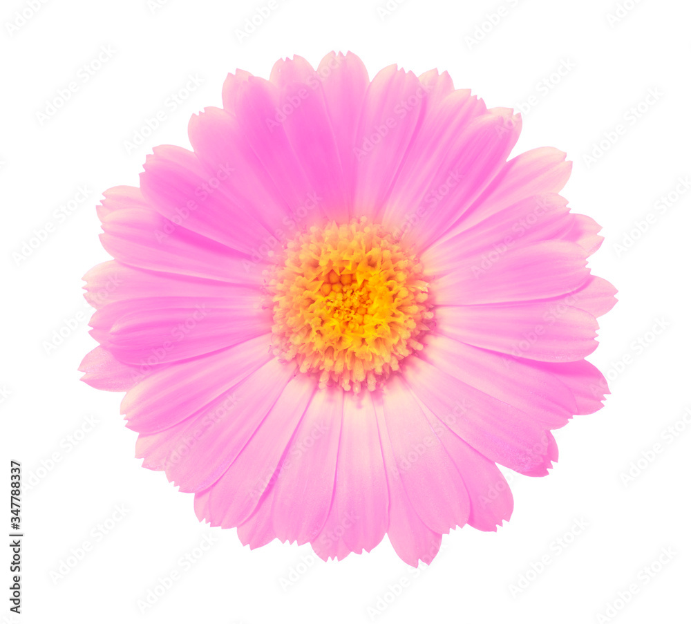 pink flower on a white