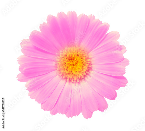pink flower on a white