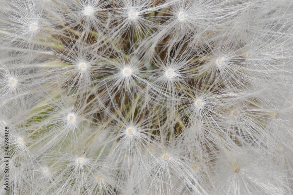 Closeup of a dandelion – can be used as a background Closeup of a dandelion – can be used as a background