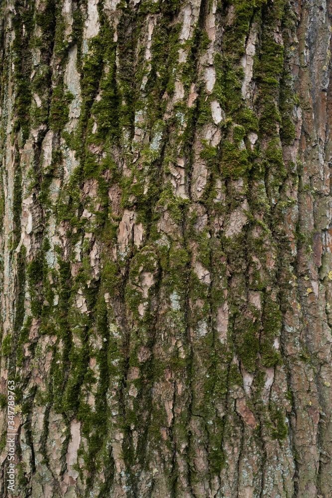 green moss on tree bark background. wood texture with moss. wood patterns green moss on tree bark background. wood texture with moss. wood patterns