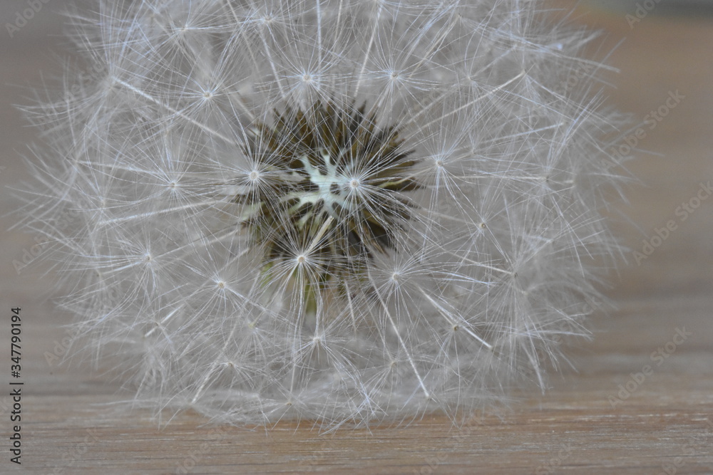 Fototapeta premium Closeup of a dandelion – can be used as a background