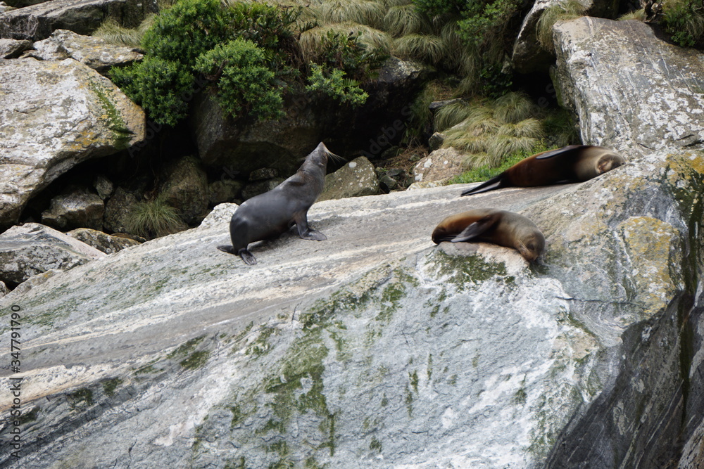 Seals resting on a rock in Milford Sound