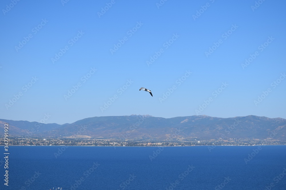 Seagull flying in the sky over the sea