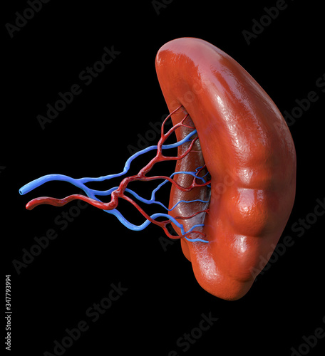 spleen anatomy, Human Internal Organs, 3D illustration photo