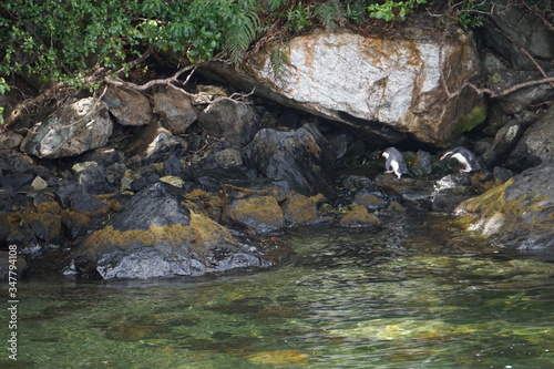 Penguins in New Zealand