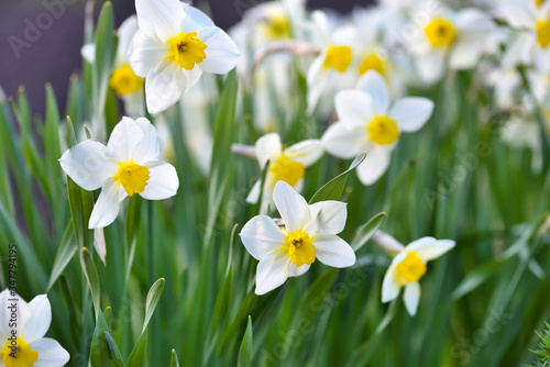 Narcissus flower, daffodils. Spring flowers in the garden