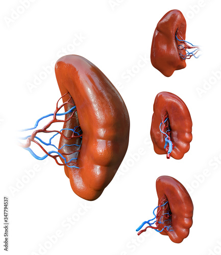 Canvas Print spleen anatomy, Human Internal Organs, Spleen milt anatomy icons set, 3D illustr