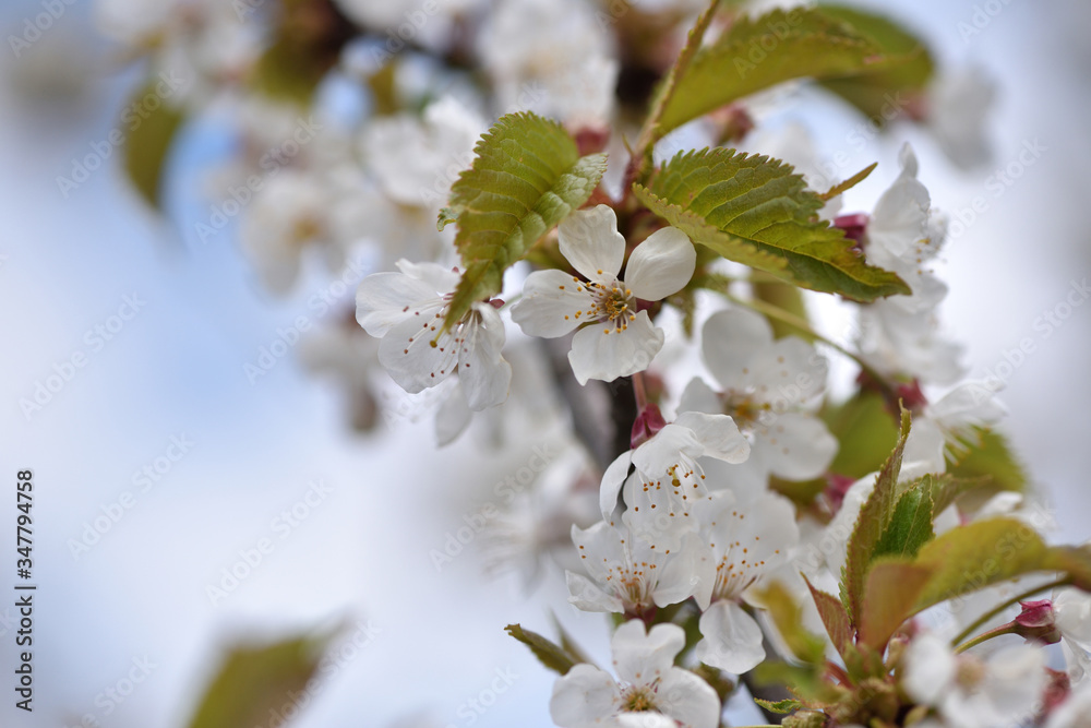 Flowers bloom on a branch of cherry against blue sky