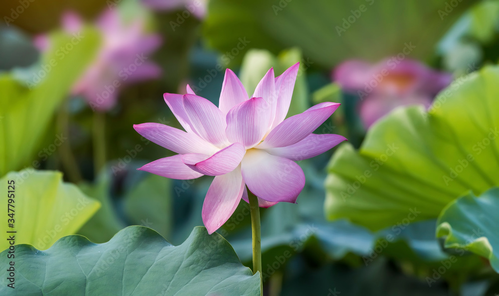 lotus flower blooming in summer pond with green leaves as background lotus flower blooming in summer pond with green leaves as background