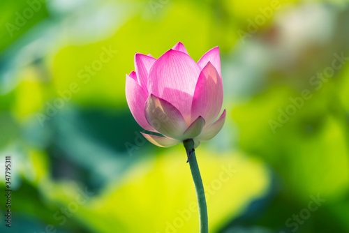 lotus flower blooming in summer pond with green leaves as background
