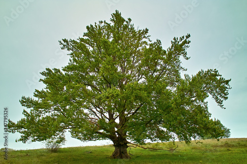 Hainbuche photo