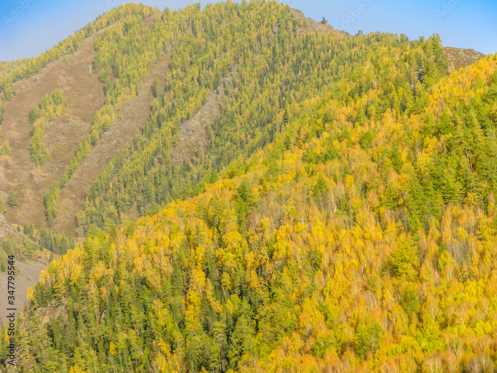 autumn, xinjiang, village, white, haba, golden, beautiful, kanas, china, nature, color, natural, landscape, tree, forest, rural, fall, countryside, morning, background, yellow, colorful, travel, orang