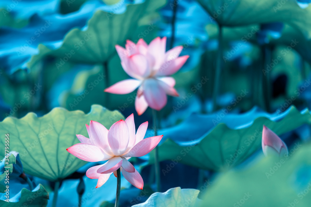 Naklejka premium lotus flower blooming in summer pond with green leaves as background