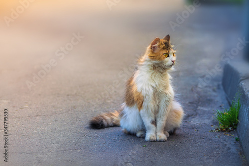Photography A homeless cat is sitting on the sidewalk