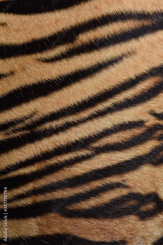 Fur of the Bengal tiger, 2 years old Fur of the Bengal tiger, 2 years old