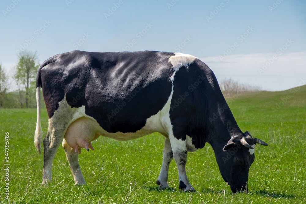 black and white cow pasture on the green meadow on sunny day