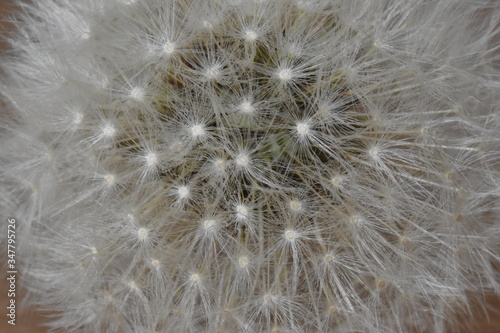 Closeup of a dandelion     can be used as a background