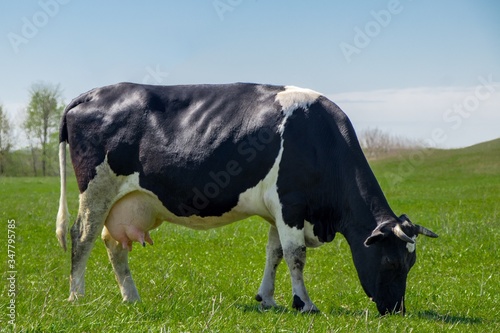 black and white cow pasture on the green meadow on sunny day