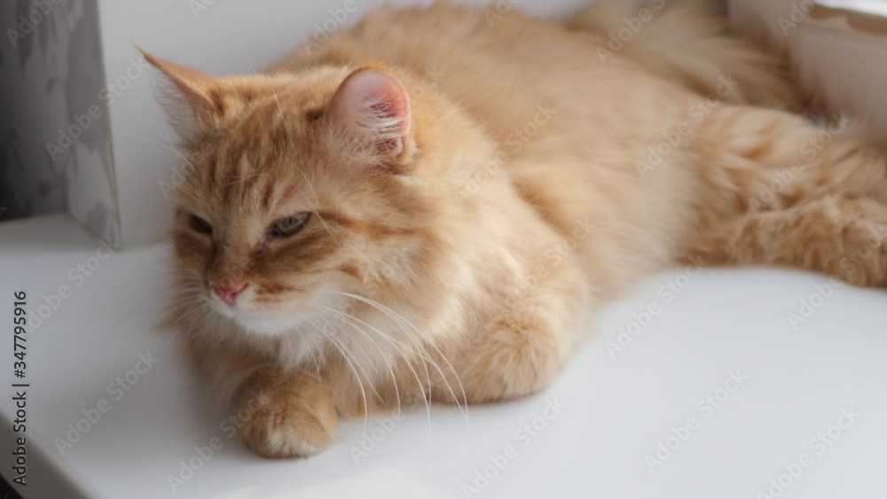 Cute ginger cat lying on window sill. Fluffy pet sits at home in quarantine without walking outside. Slow motion. Cute ginger cat lying on window sill. Fluffy pet sits at home in quarantine without walking outside. Slow motion.