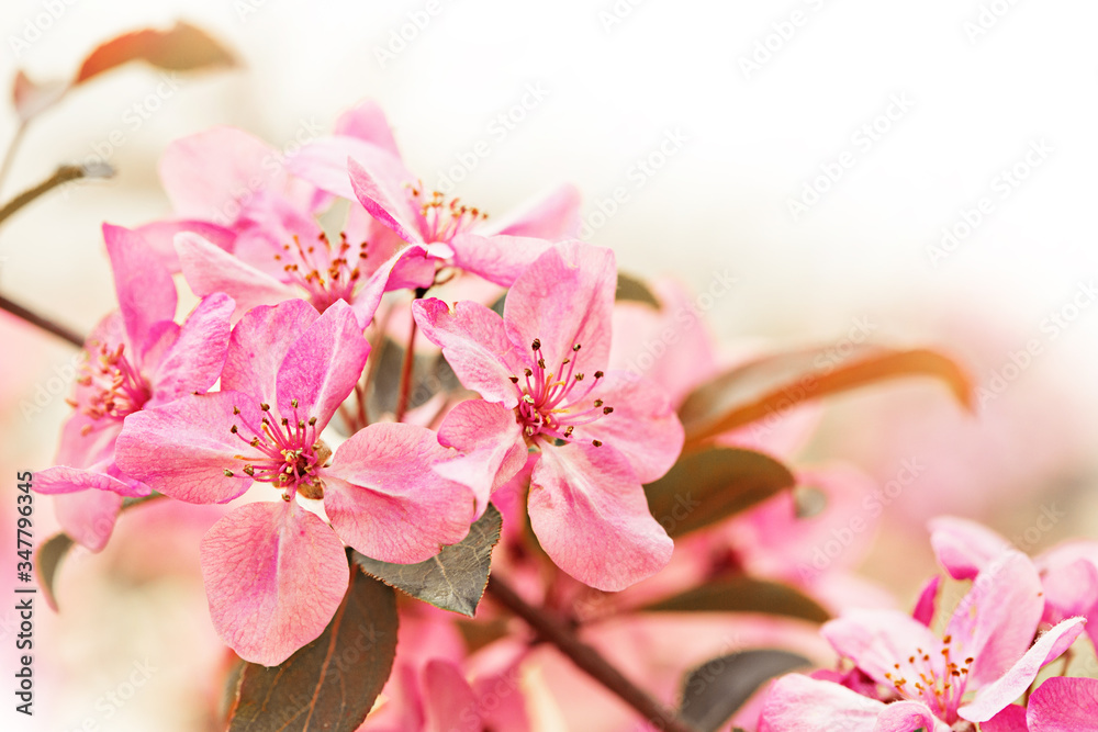 Spring flowers of decorative apple tree