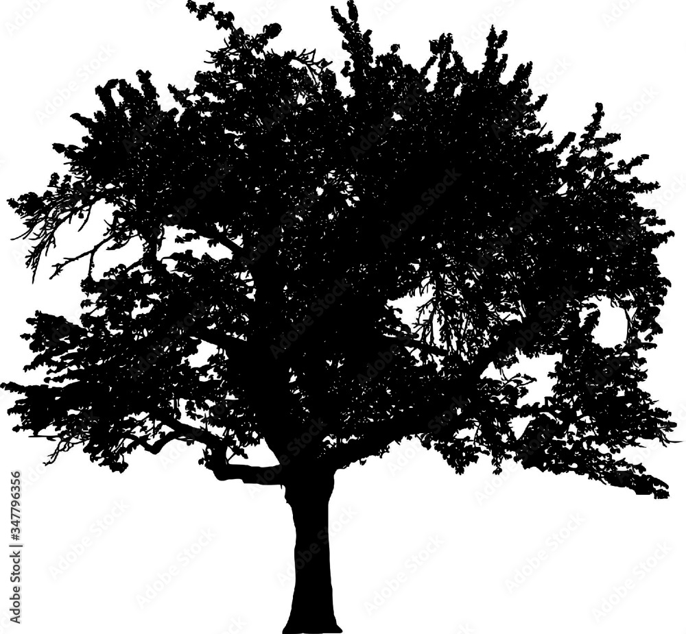 Tree Silhouette