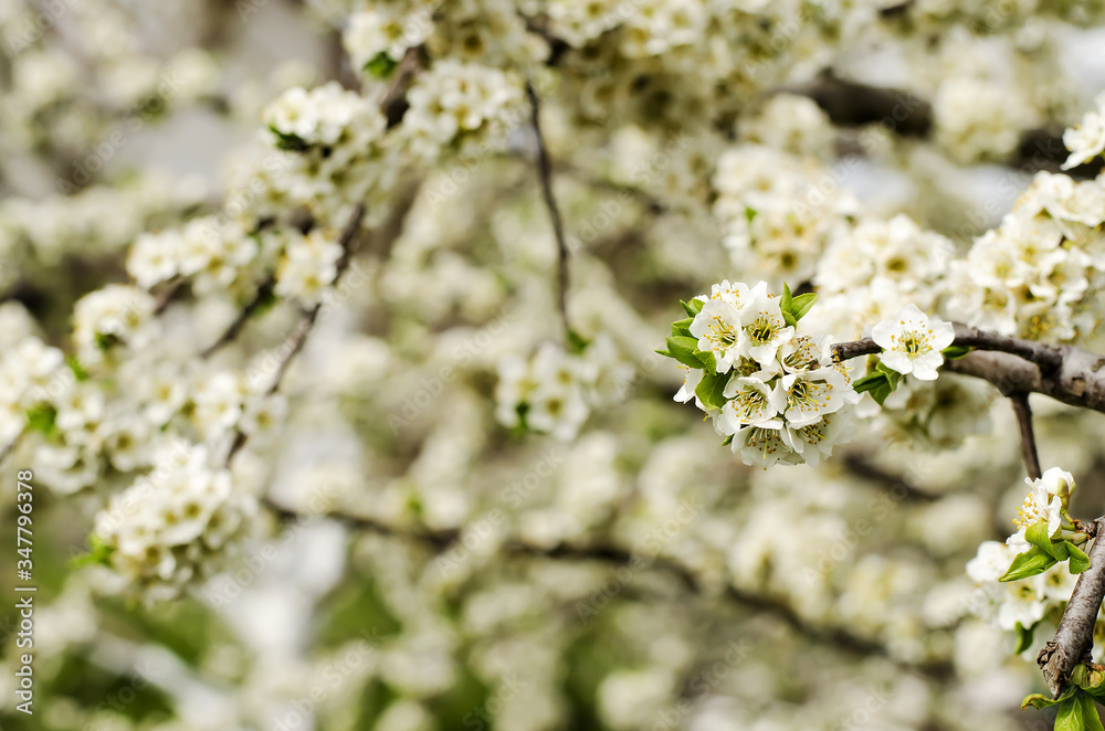  A luxuriously blooming tree branch with many delicate white buds on a natural background in spring.