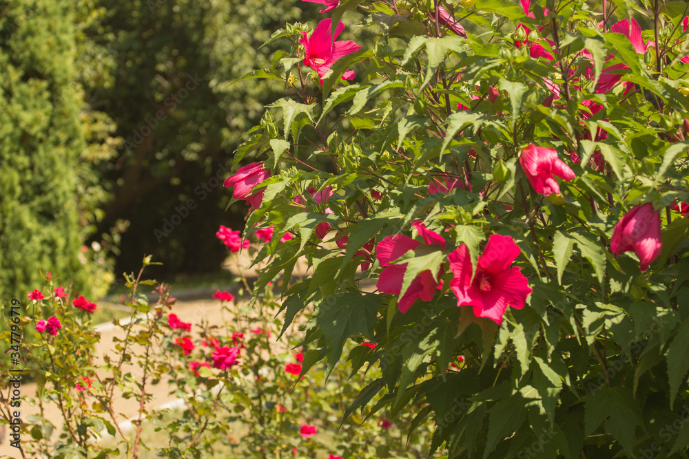 red roses in the garden